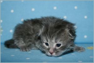 Male Siberian Kitten from Deedlebug Siberians